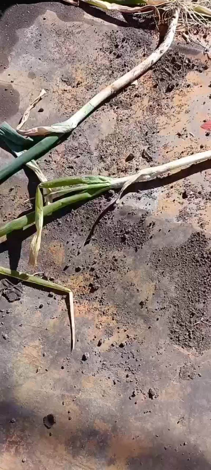 大葱