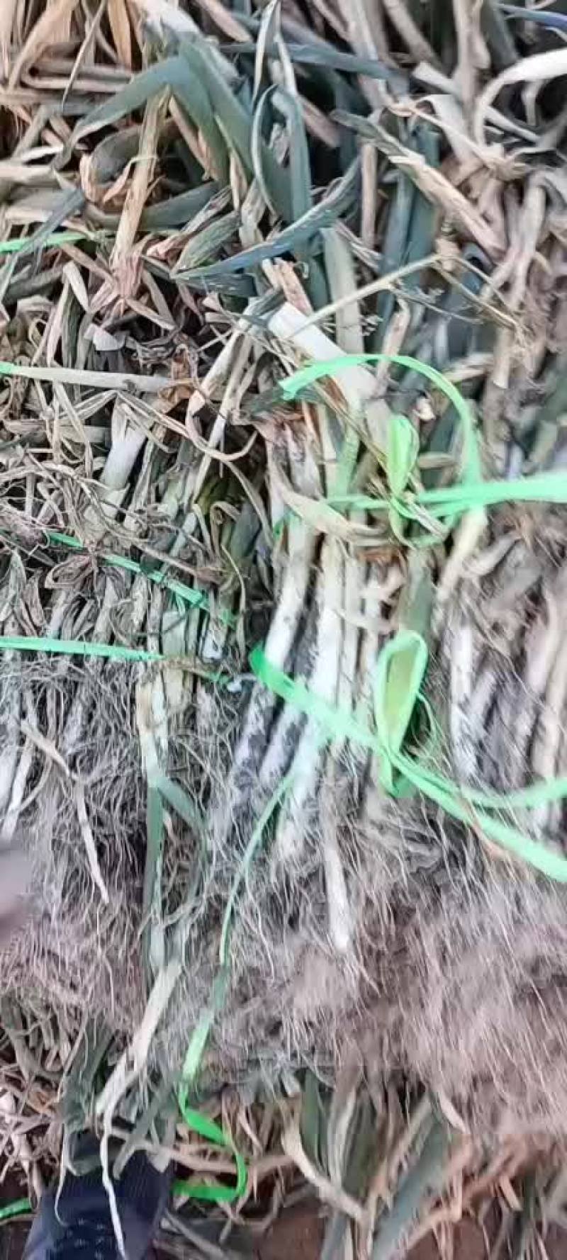 大葱