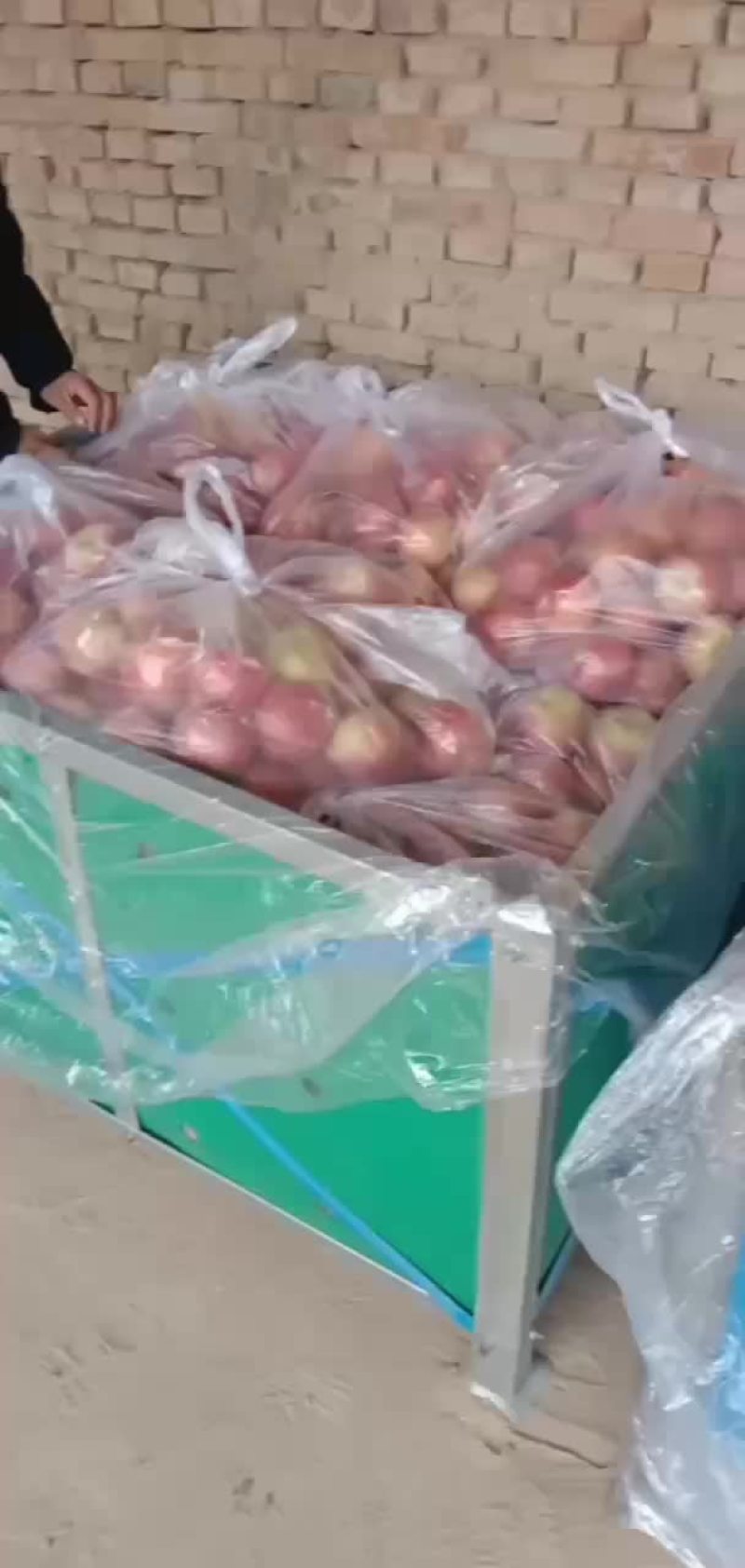 光果富士大量上市