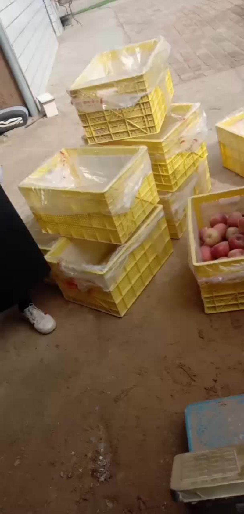 光果富士大量上市