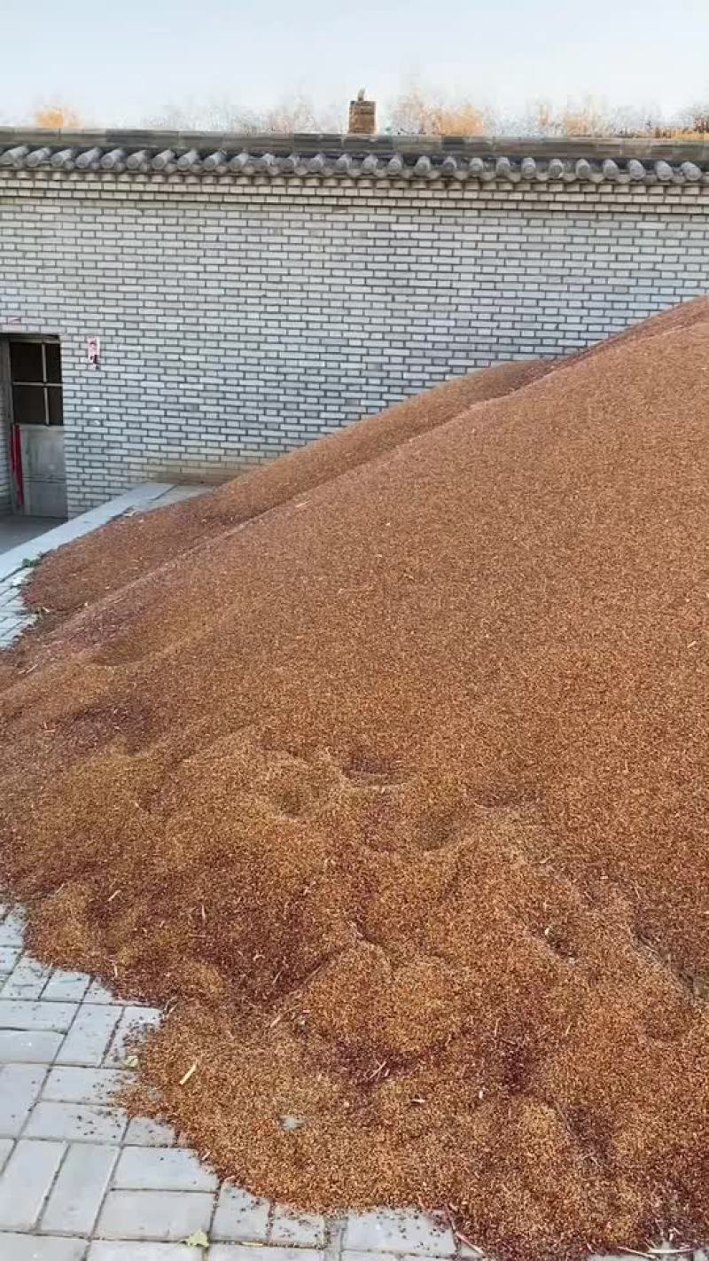 晋杂系列高粱，晋杂22，货量很大，需要的联系
