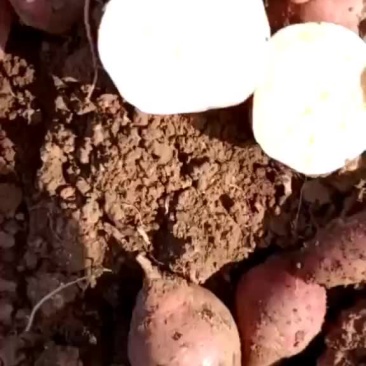 商薯，洛薯加工厂货，精品货