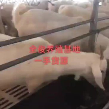 美国白山羊