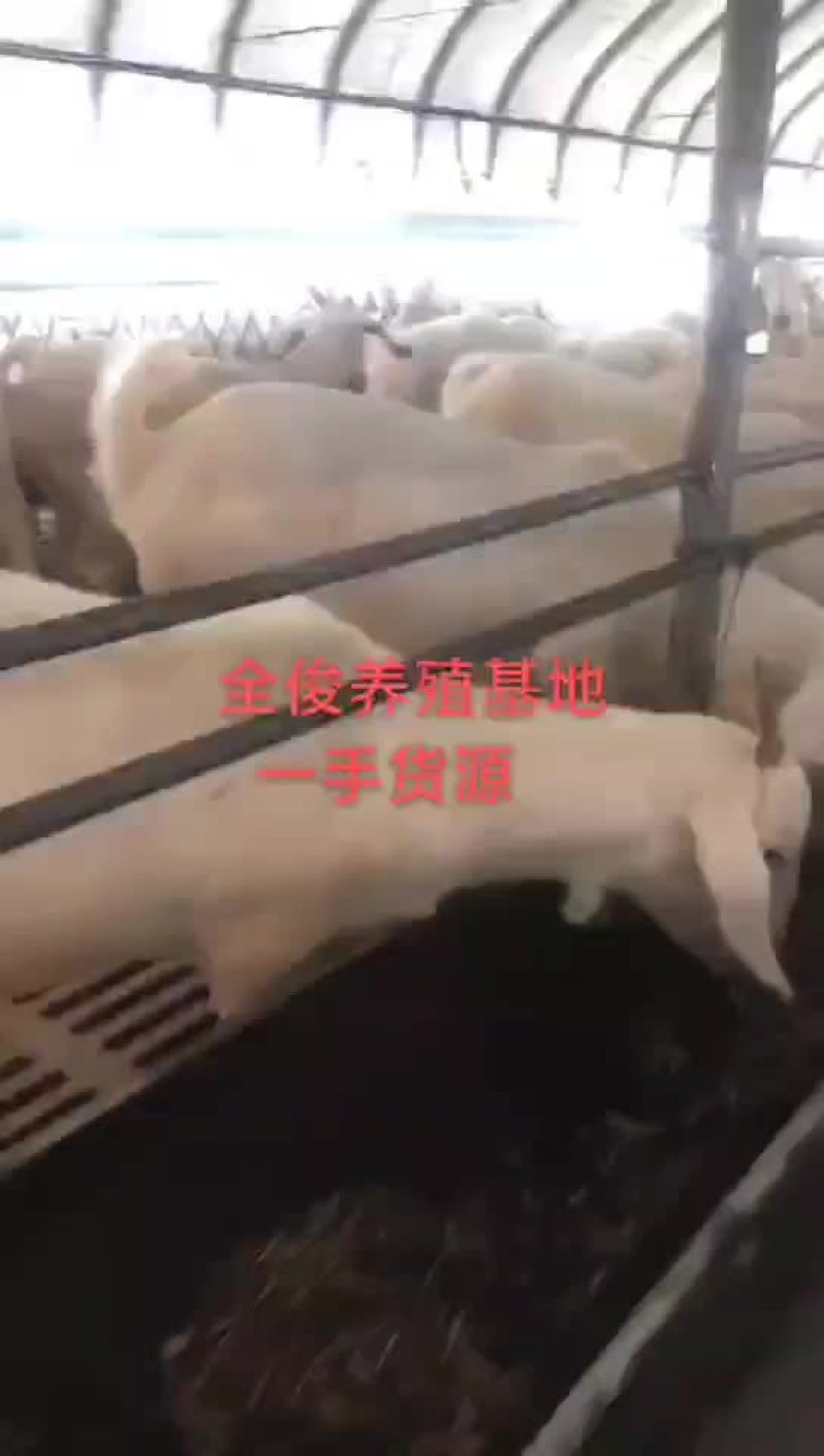 美国白山羊
