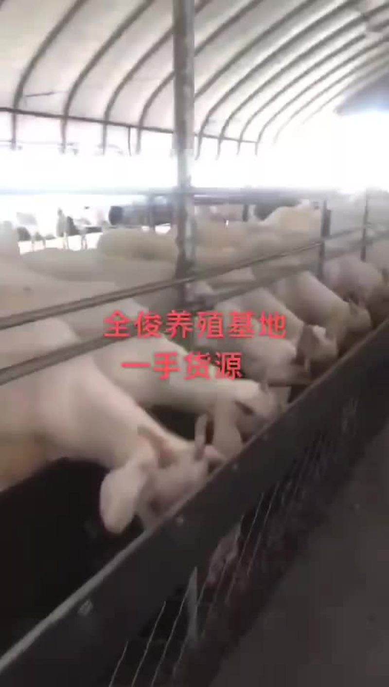 美国白山羊