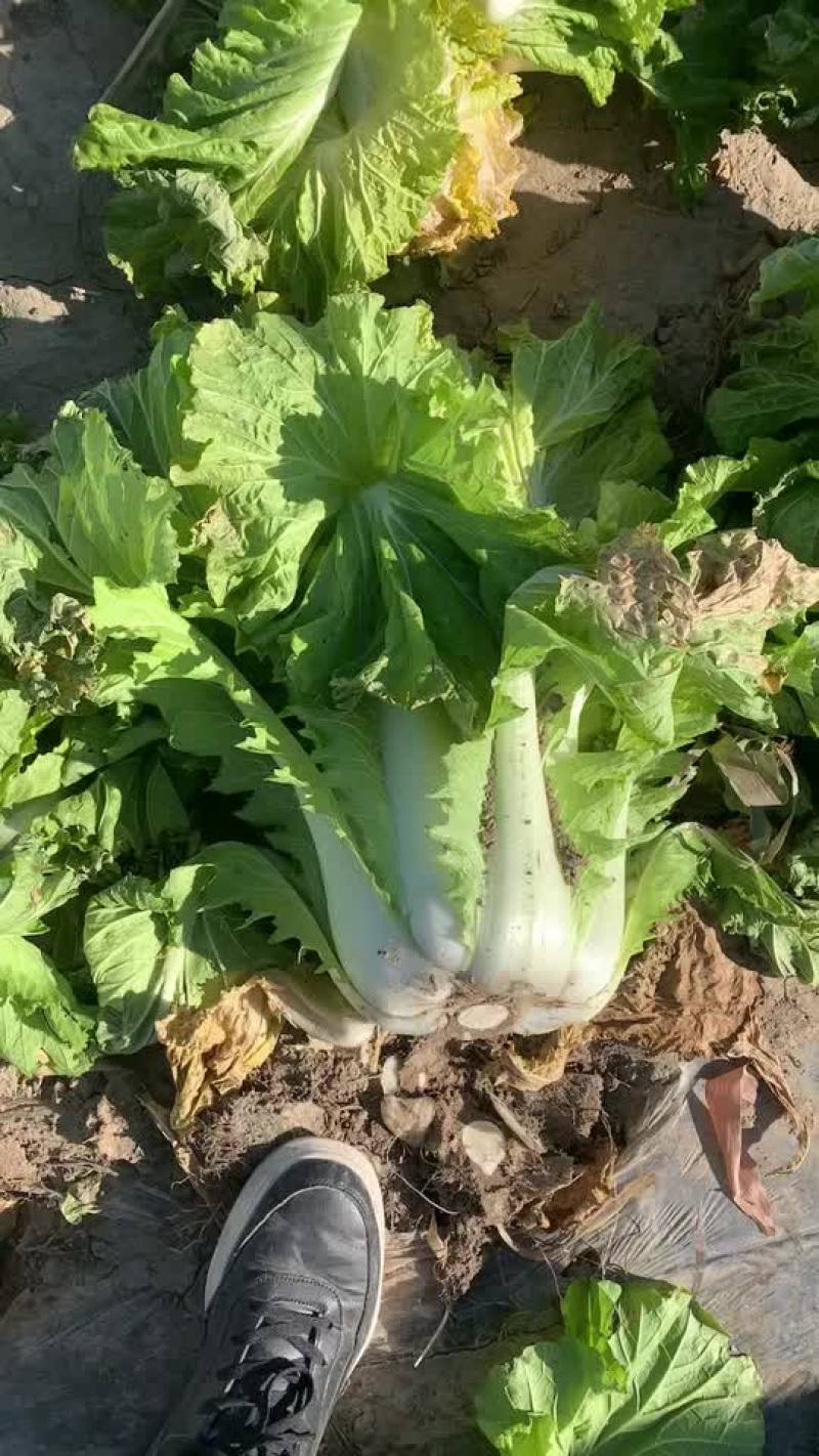 （秋绿大白菜）质量保证，量大，欢迎老板采购。