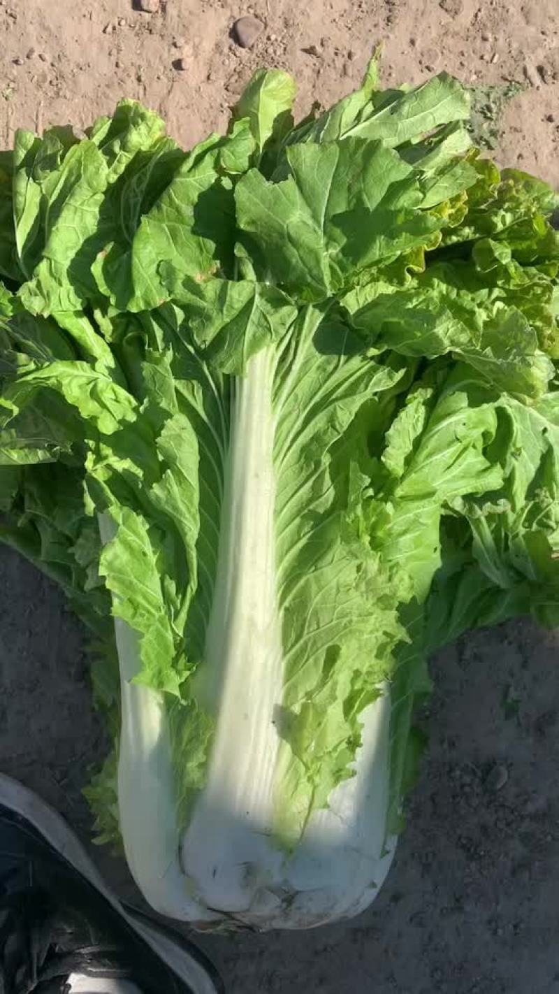 （秋绿大白菜）质量保证，量大，欢迎老板采购。