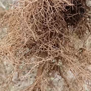 花椒苗
