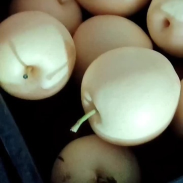 精品皇冠梨