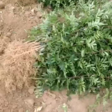 大红袍花椒种苗