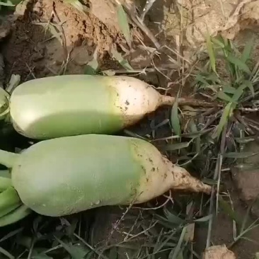 萝卜