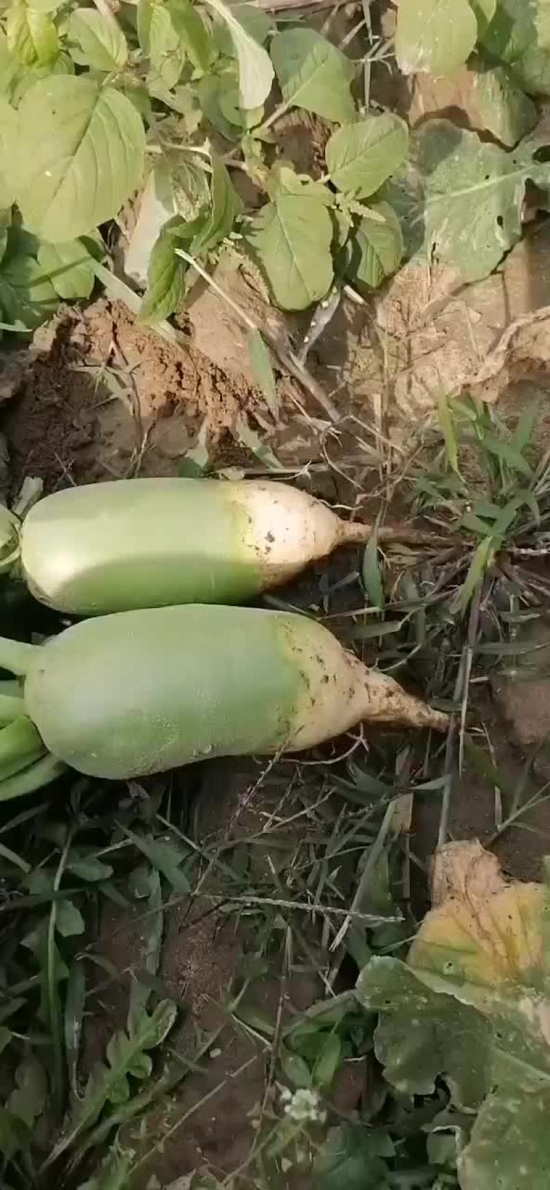 萝卜