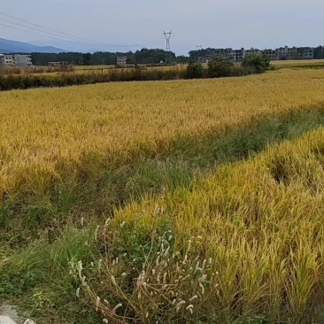 谷子