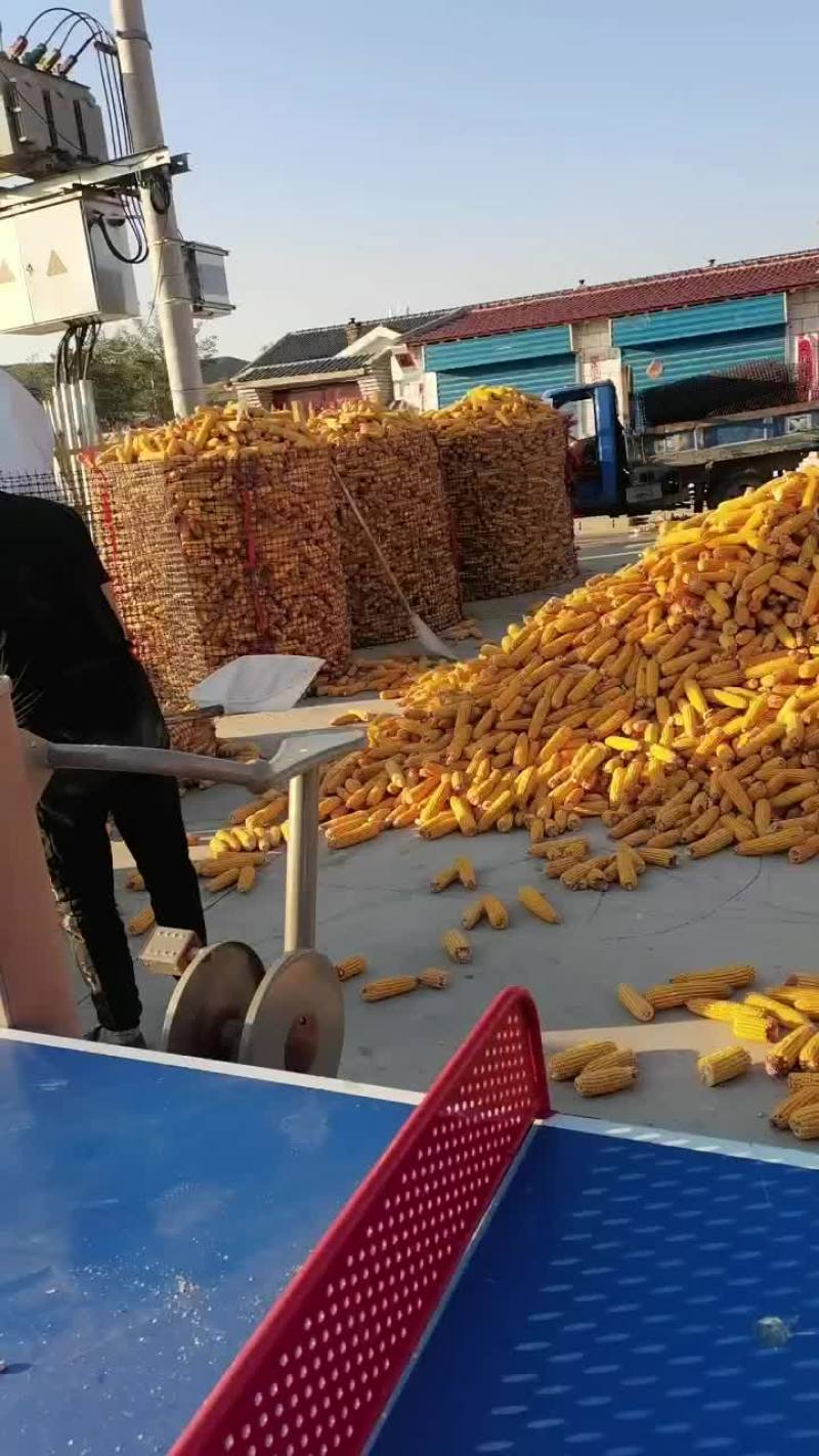 玉米
