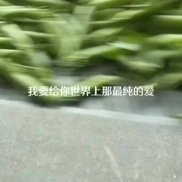 碗豆