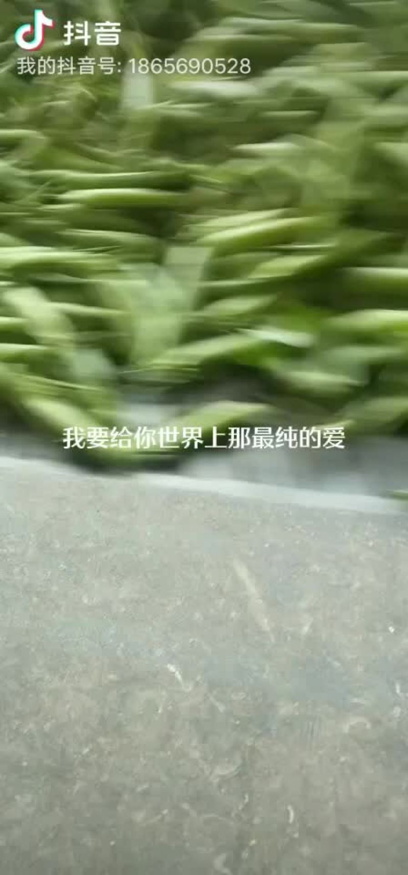 碗豆