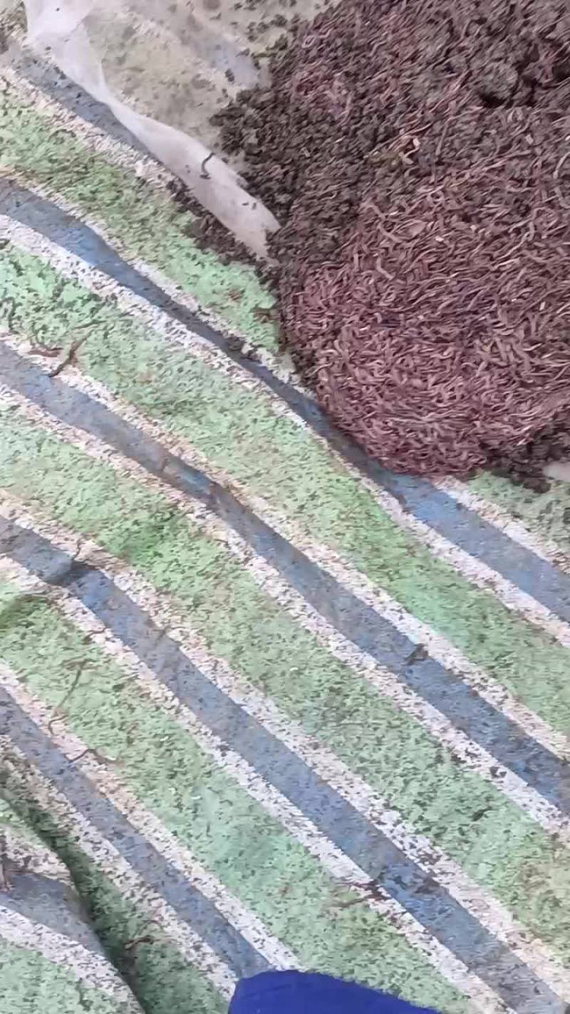 长期出售盒装蚯蚓，散装蚯蚓，蚯蚓粪
