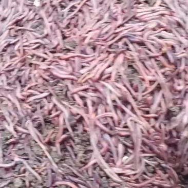 长期出售盒装蚯蚓，散装蚯蚓，蚯蚓种苗，蚯蚓粪
