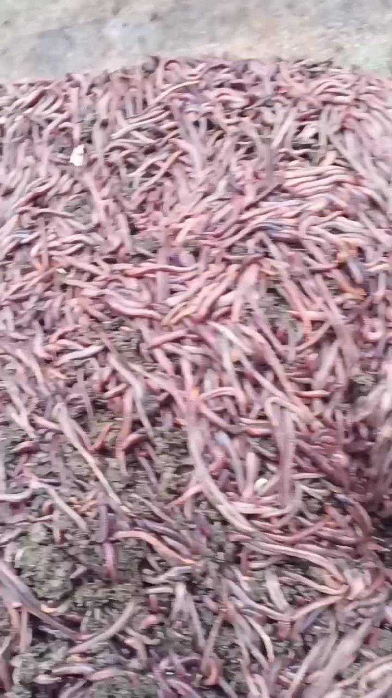 长期出售盒装蚯蚓，散装蚯蚓，蚯蚓种苗，蚯蚓粪