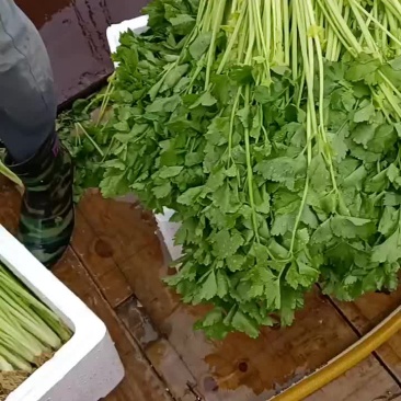 芹菜