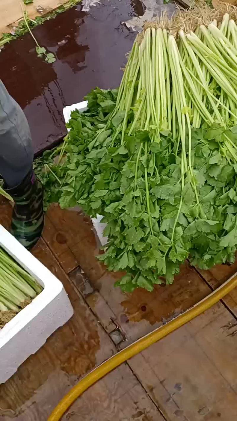 芹菜
