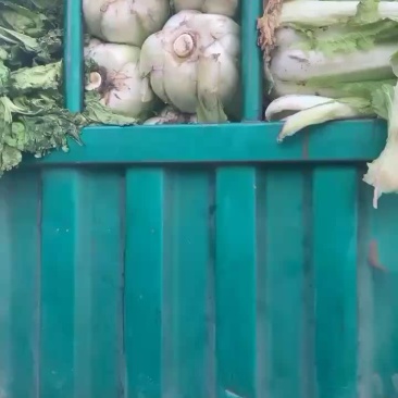 量大（秋绿）质量保证。