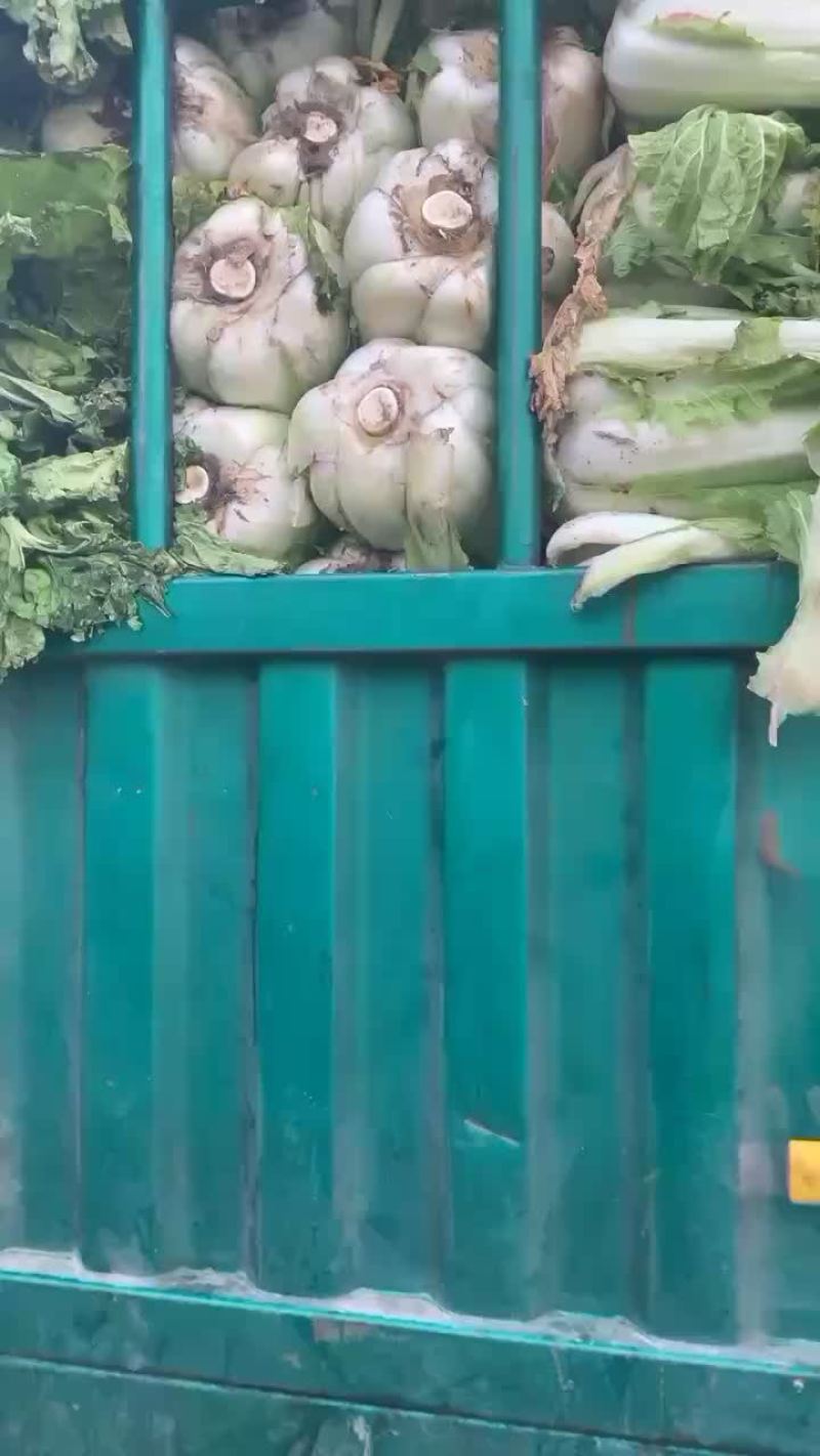 量大（秋绿）质量保证。