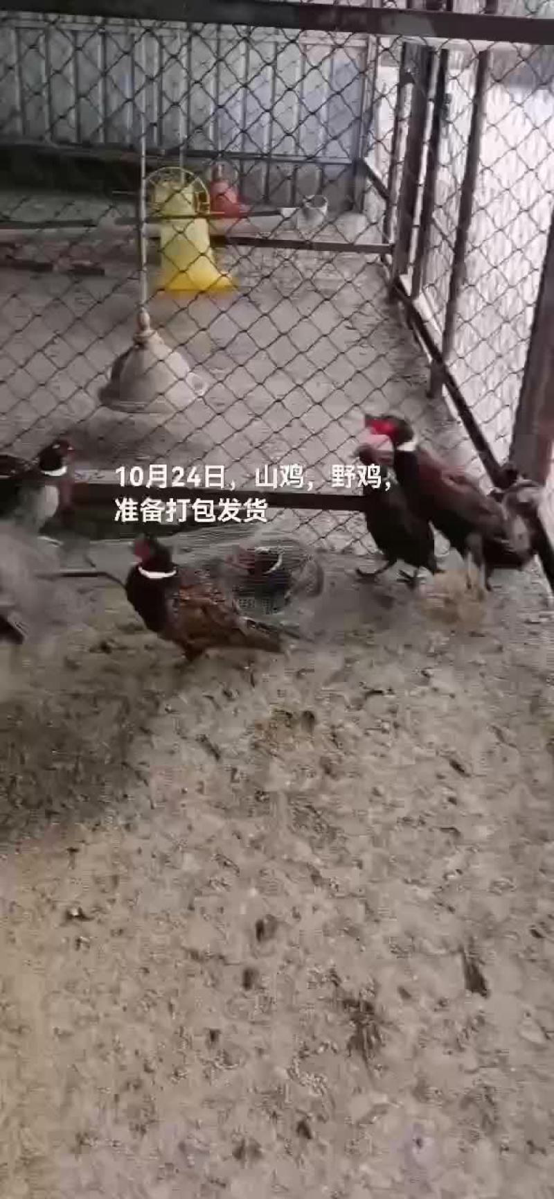 野鸡山鸡