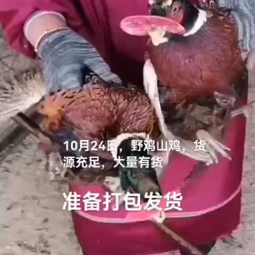 野鸡山鸡