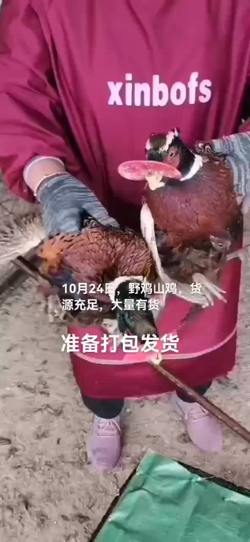 野鸡山鸡