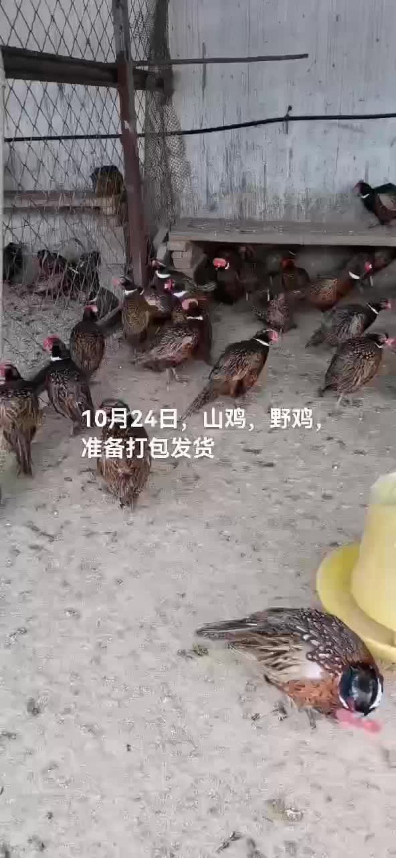 野鸡山鸡