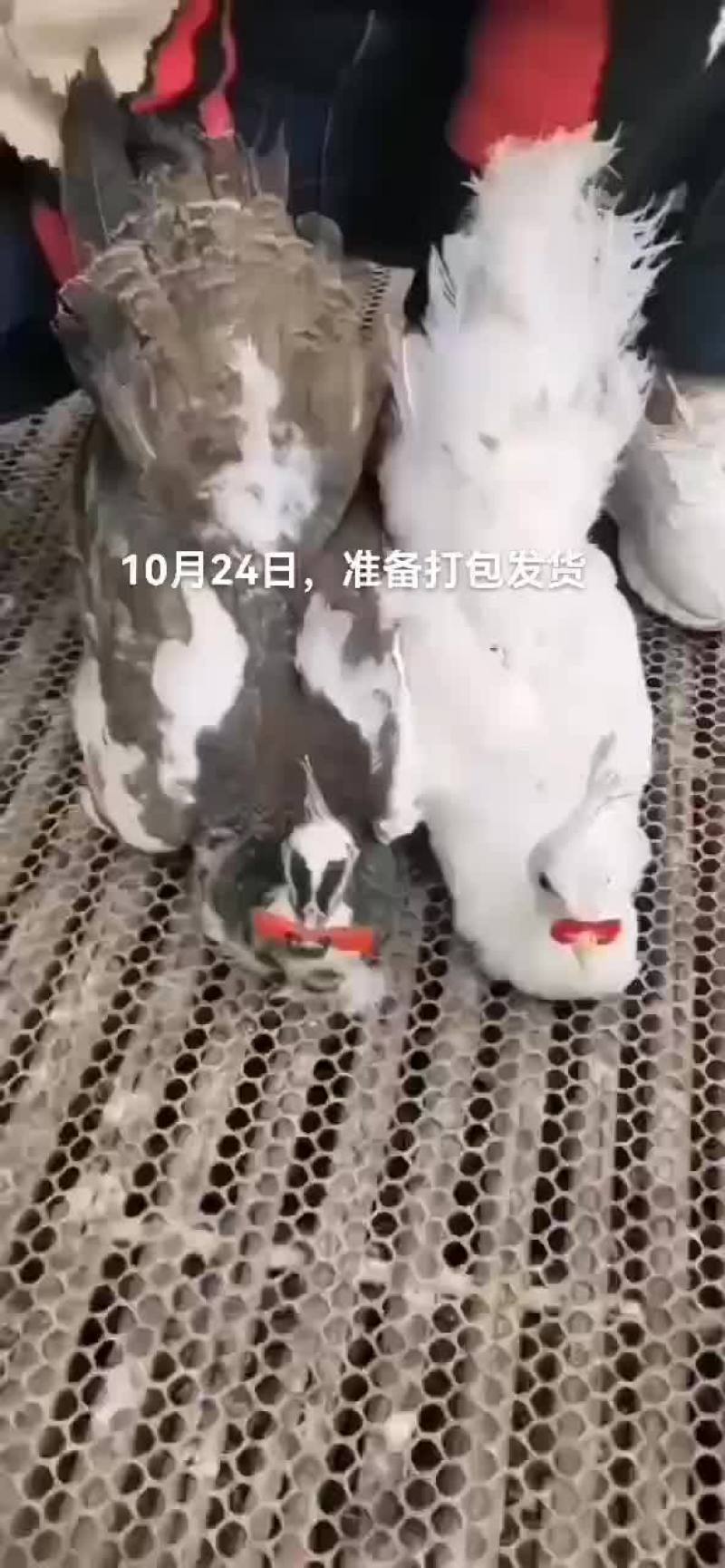 野鸡山鸡