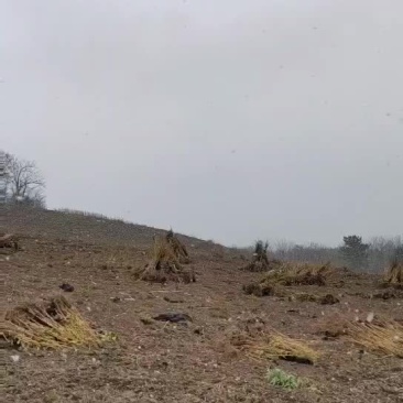 黑加仑苗