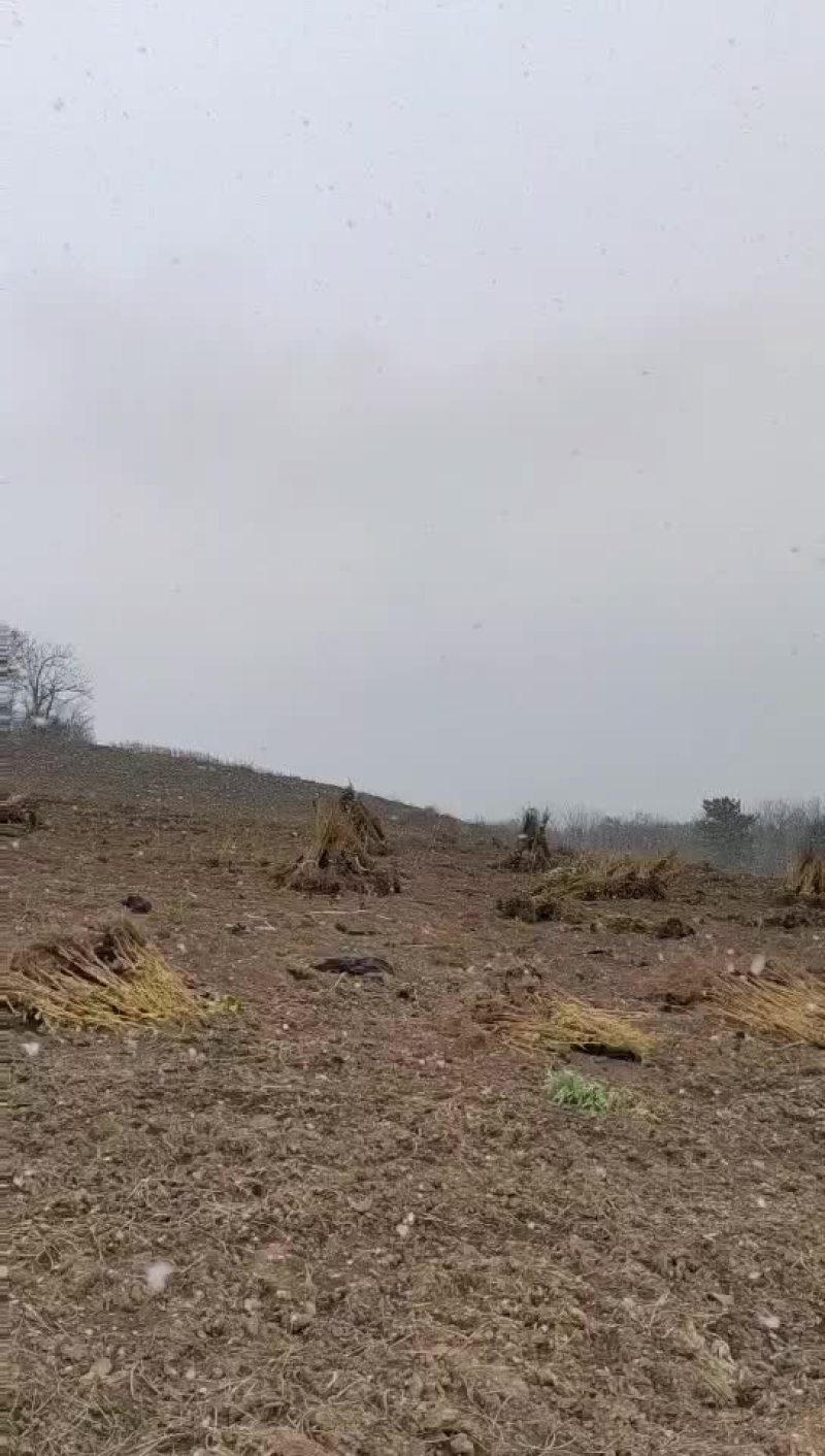 黑加仑苗