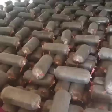常年出售平菇榆黄蘑出菇菌包