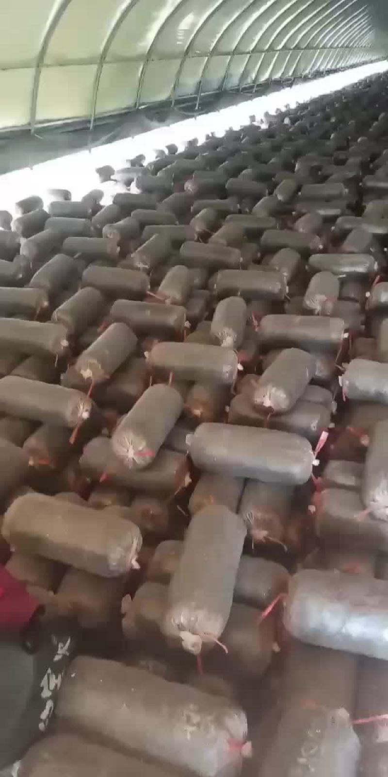 常年出售平菇榆黄蘑出菇菌包