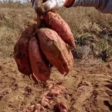 山亭区红薯