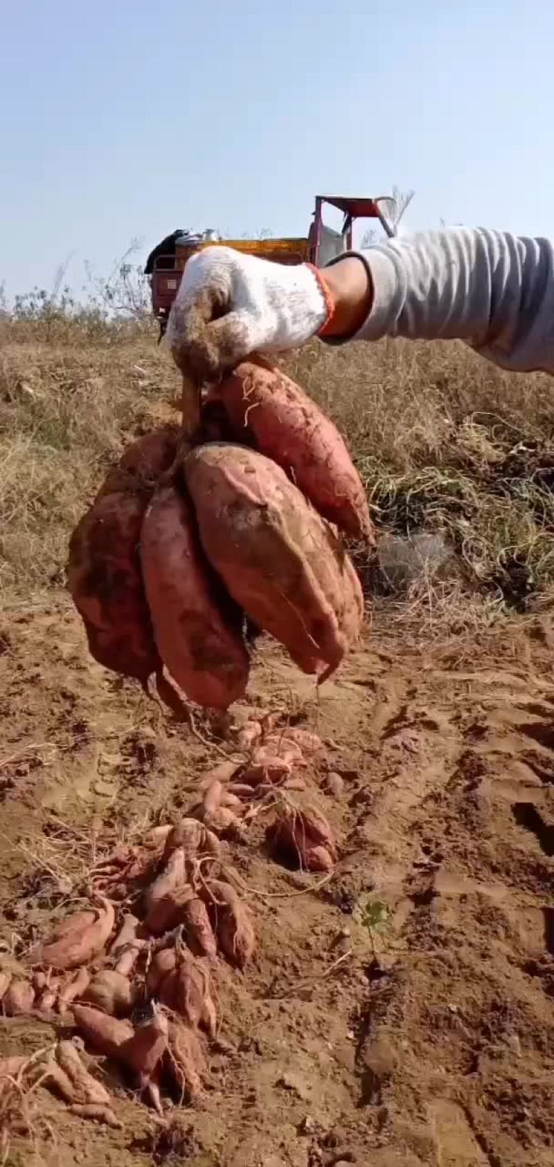 山亭区红薯
