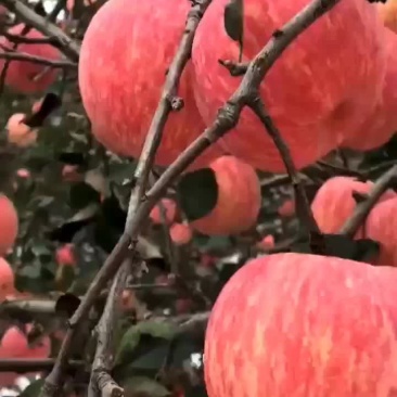 红富士苹果，甜脆可口。