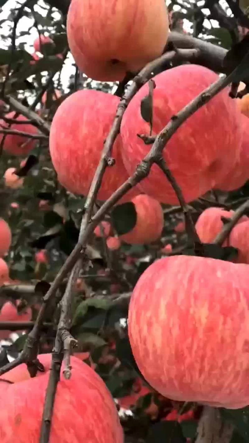红富士苹果，甜脆可口。