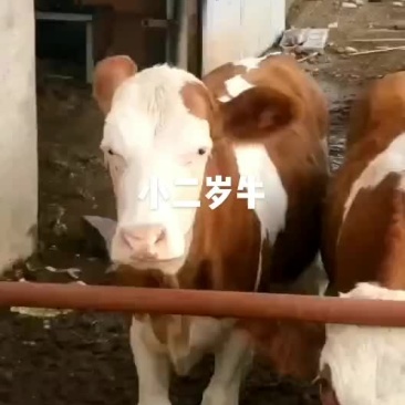 西门塔尔精品小牛