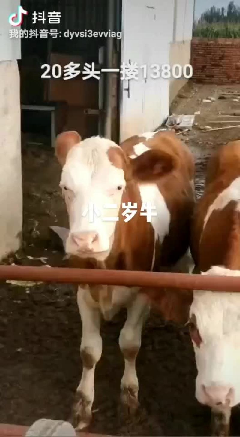 西门塔尔精品小牛