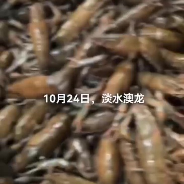 淡水澳龙，小龙虾