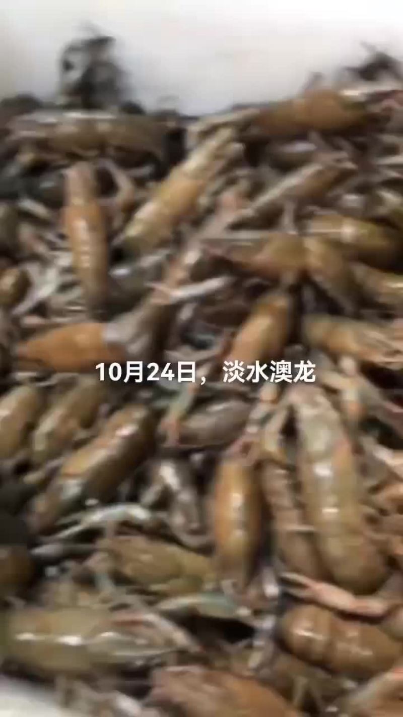 淡水澳龙，小龙虾