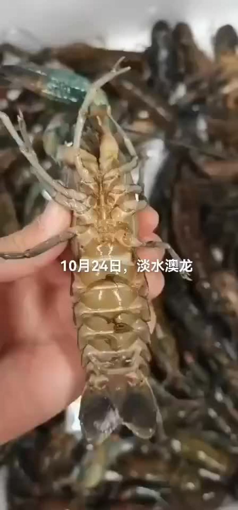 淡水澳龙，小龙虾