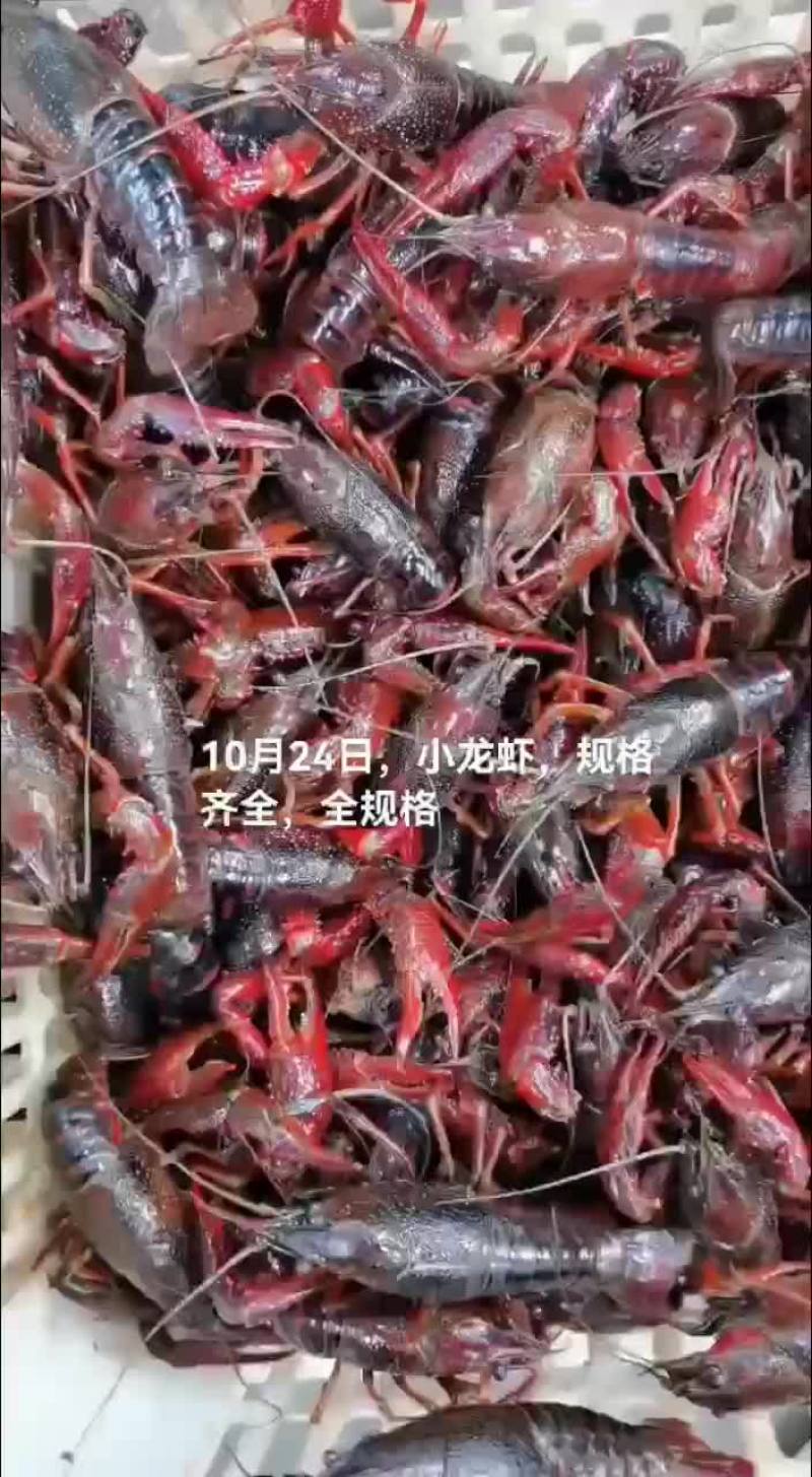 淡水澳龙，小龙虾