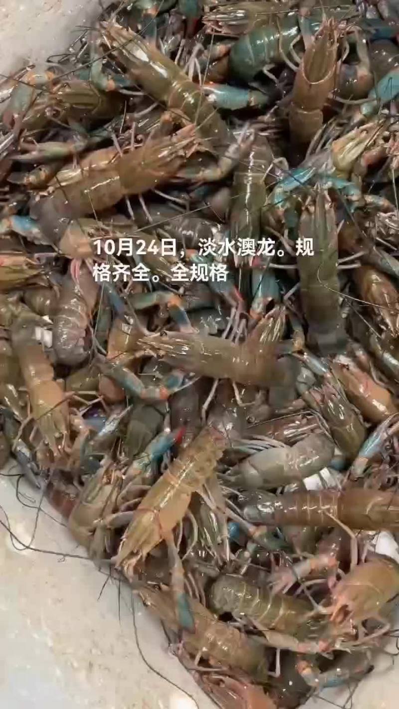 淡水澳龙