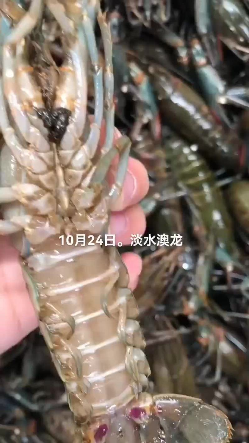 淡水澳龙