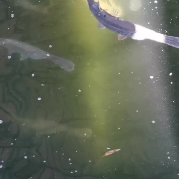 每天都要装鸭嘴鱼打卡