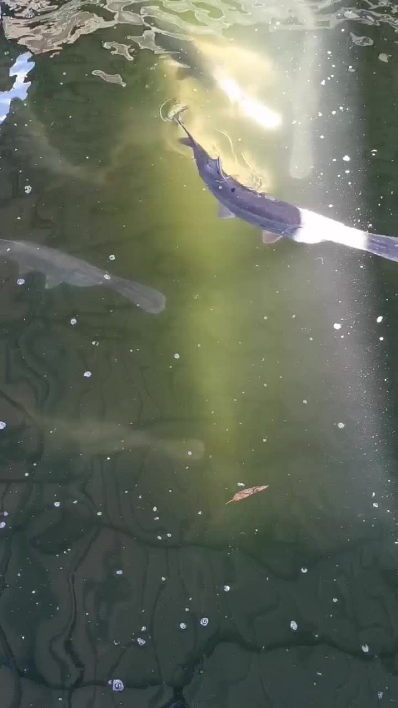 每天都要装鸭嘴鱼打卡